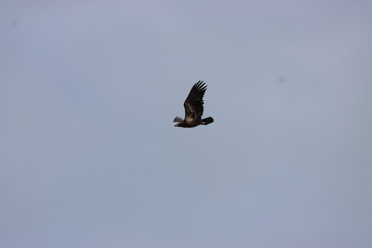 Bald Eagle - ML646725688