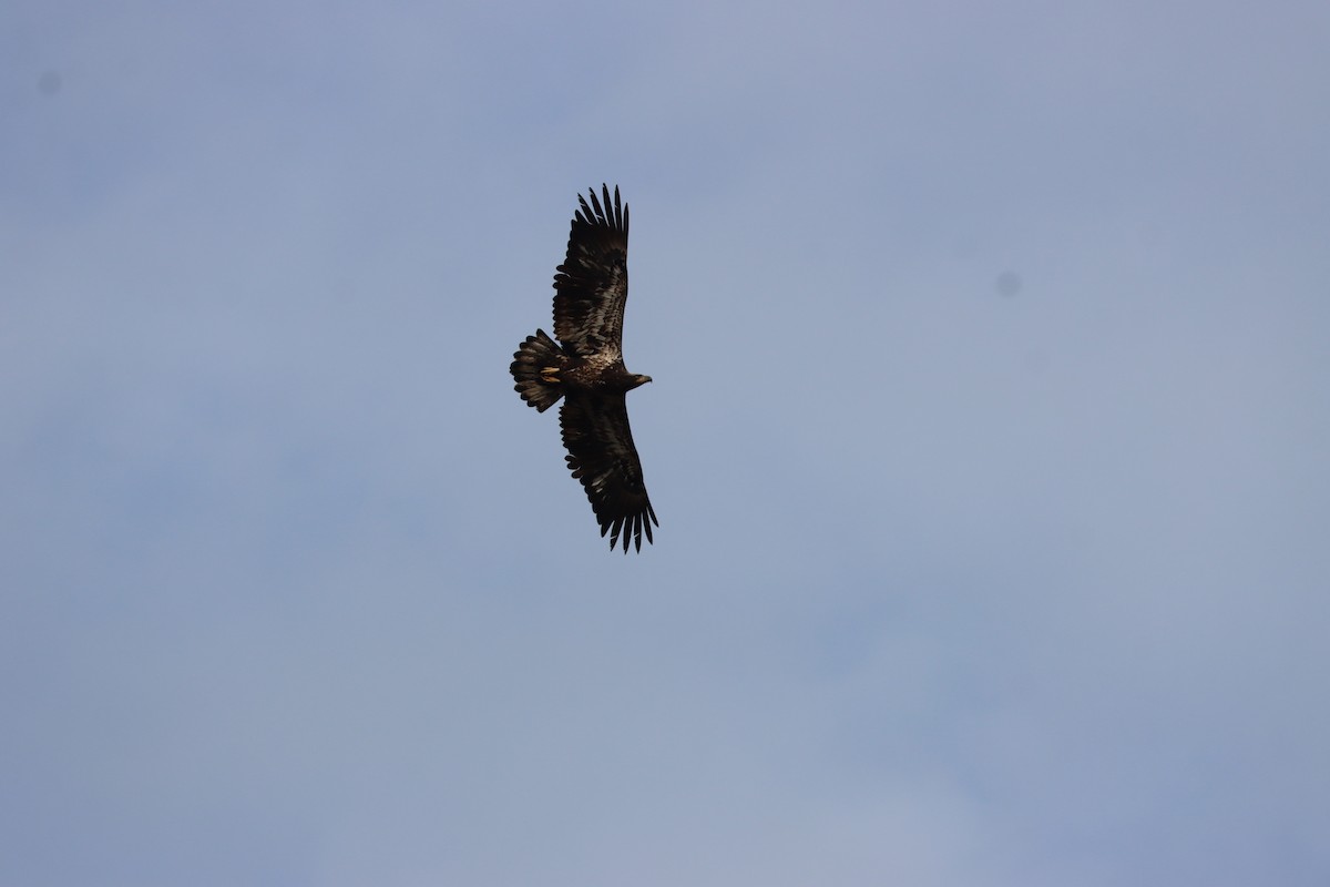 Bald Eagle - ML646725689
