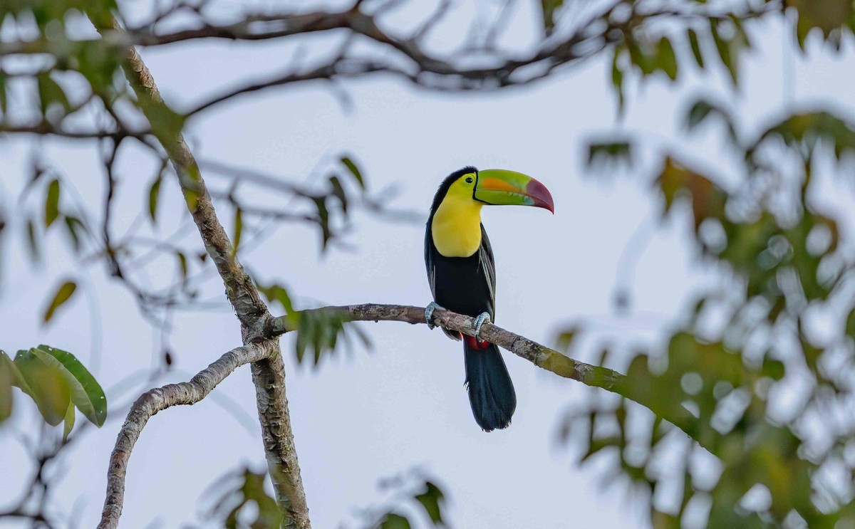 Keel-billed Toucan - ML646725690