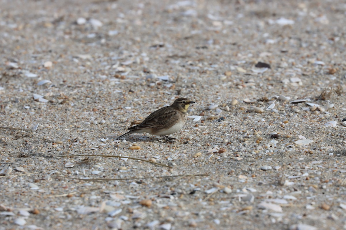 Horned Lark - ML646725695