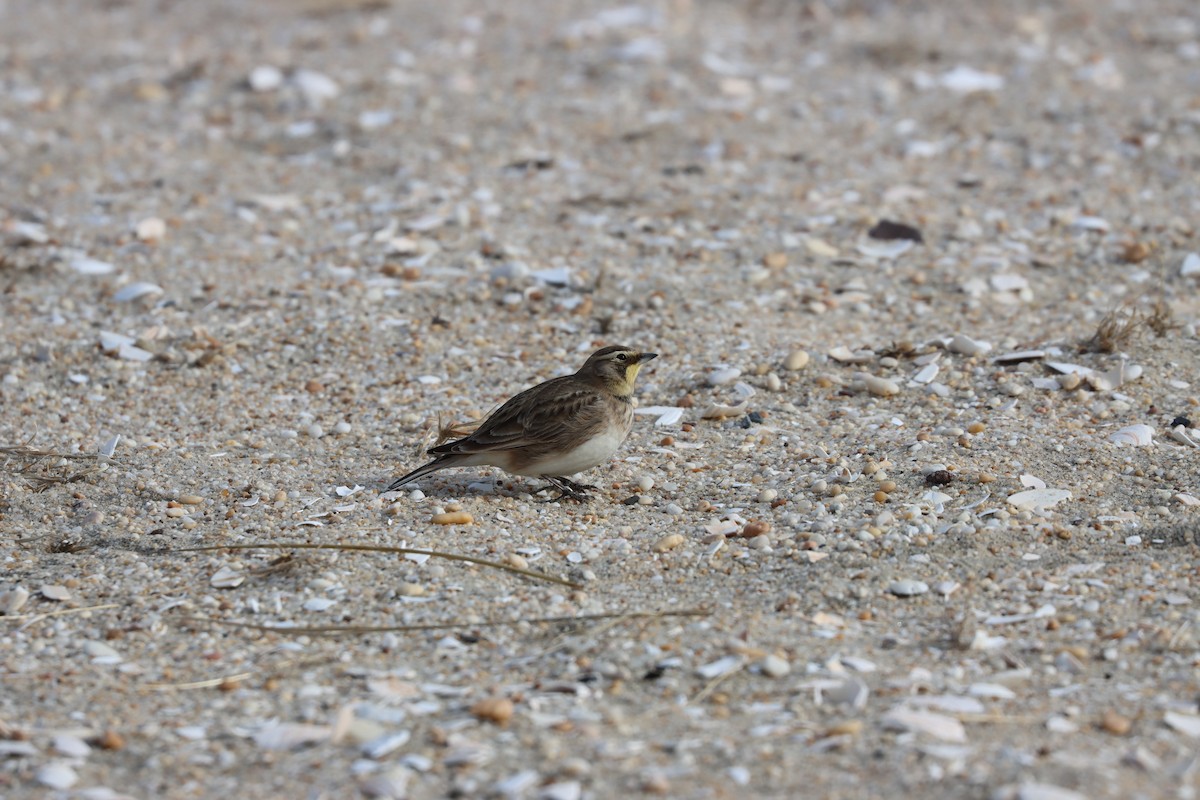 Horned Lark - ML646725696