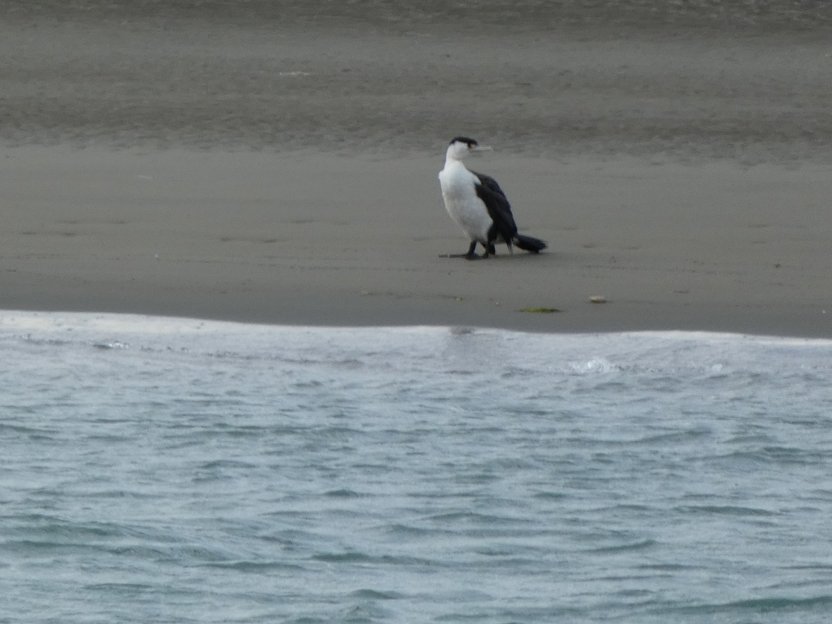 Pied Cormorant - ML646725697