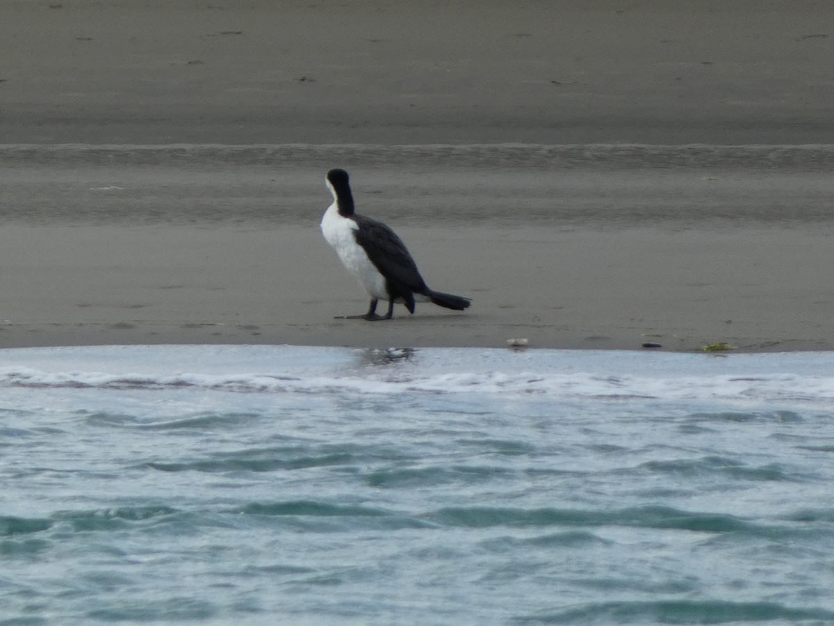 Pied Cormorant - ML646725698