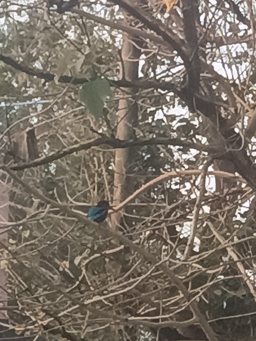 White-throated Kingfisher - ML646725700