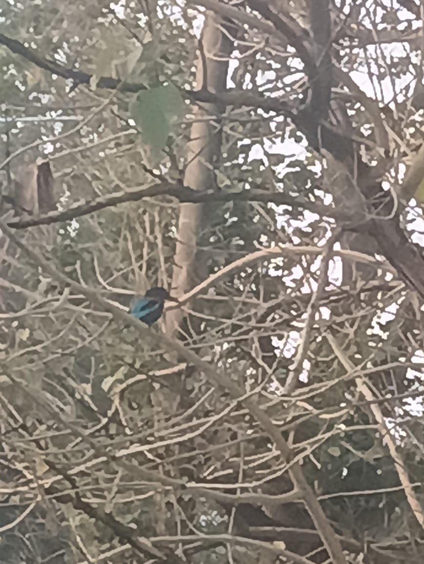 White-throated Kingfisher - ML646725701