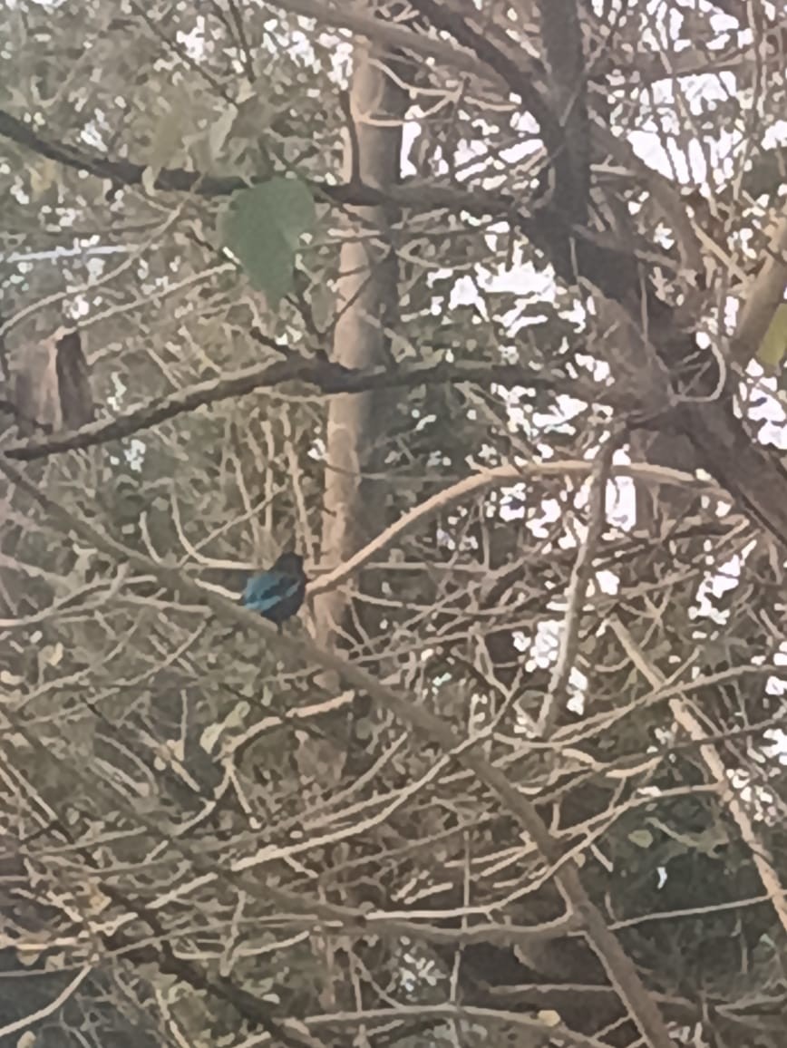 White-throated Kingfisher - ML646725702