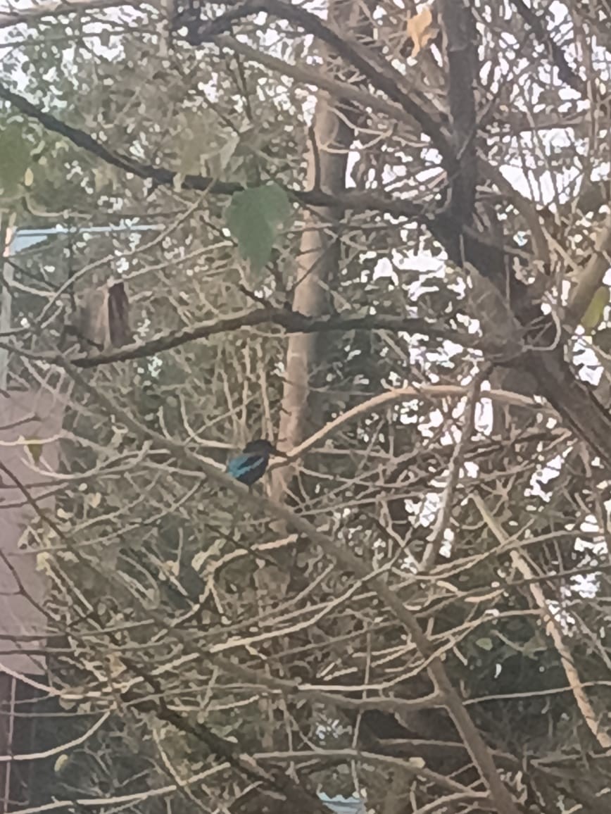 White-throated Kingfisher - ML646725703