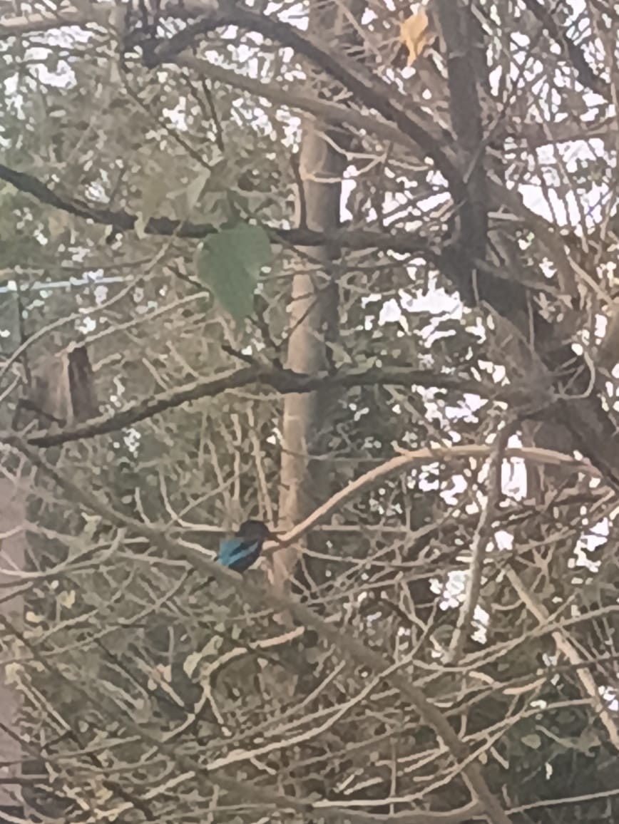 White-throated Kingfisher - ML646725704