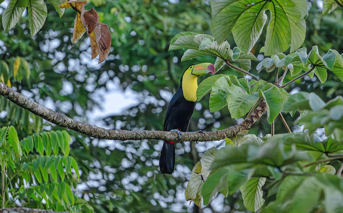 Keel-billed Toucan - ML646725706