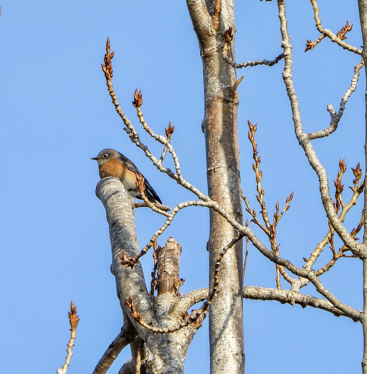 Блакитник західний - ML646725707