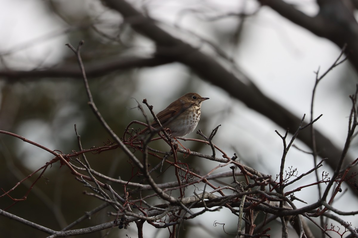 קיכלי חלוד-זנב - ML646725708