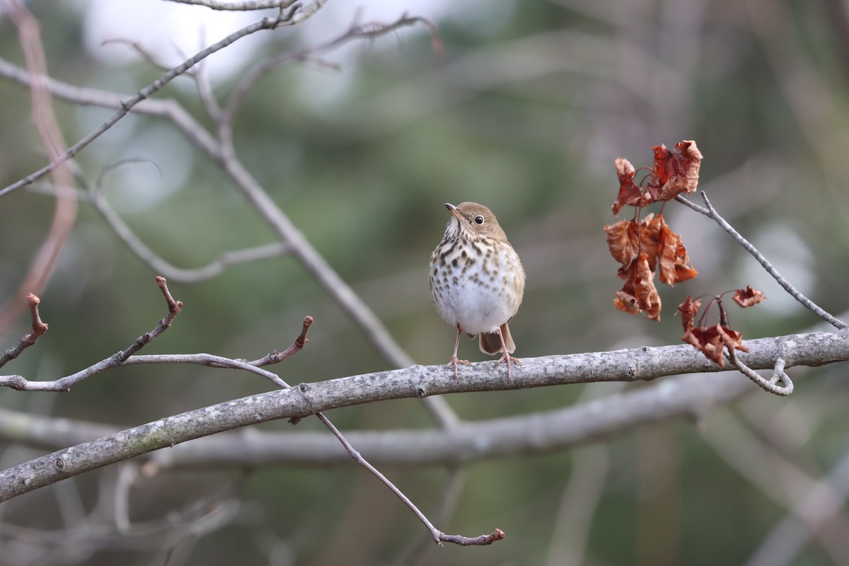 קיכלי חלוד-זנב - ML646725709