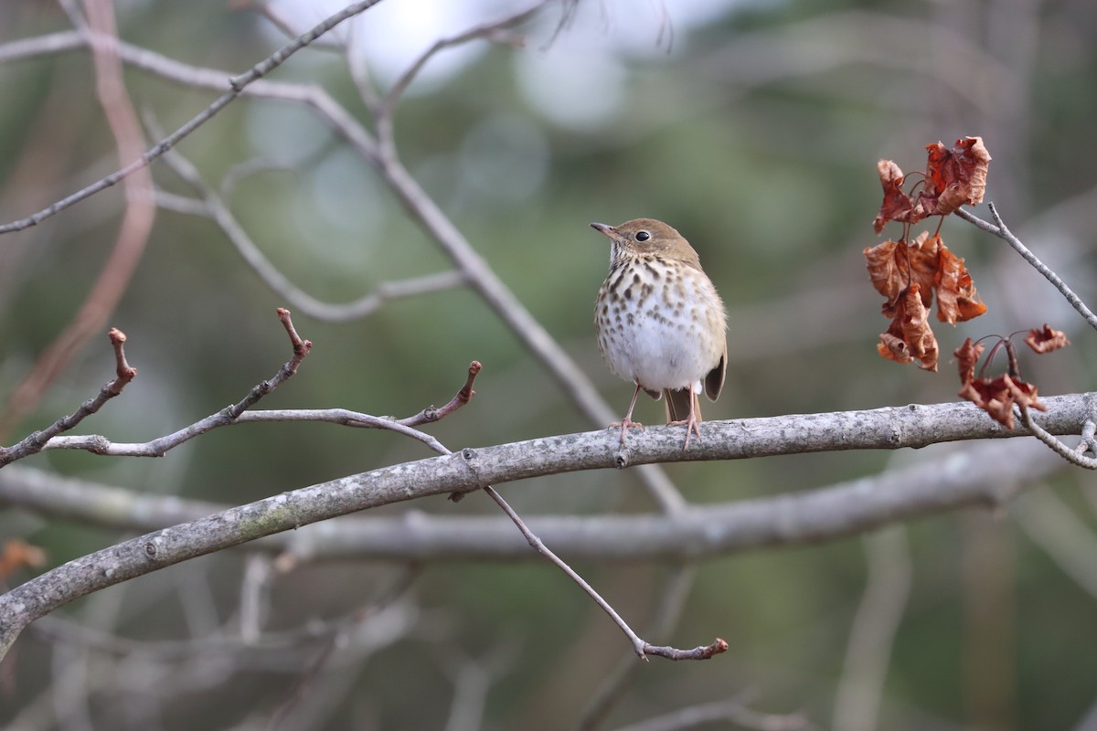 קיכלי חלוד-זנב - ML646725711