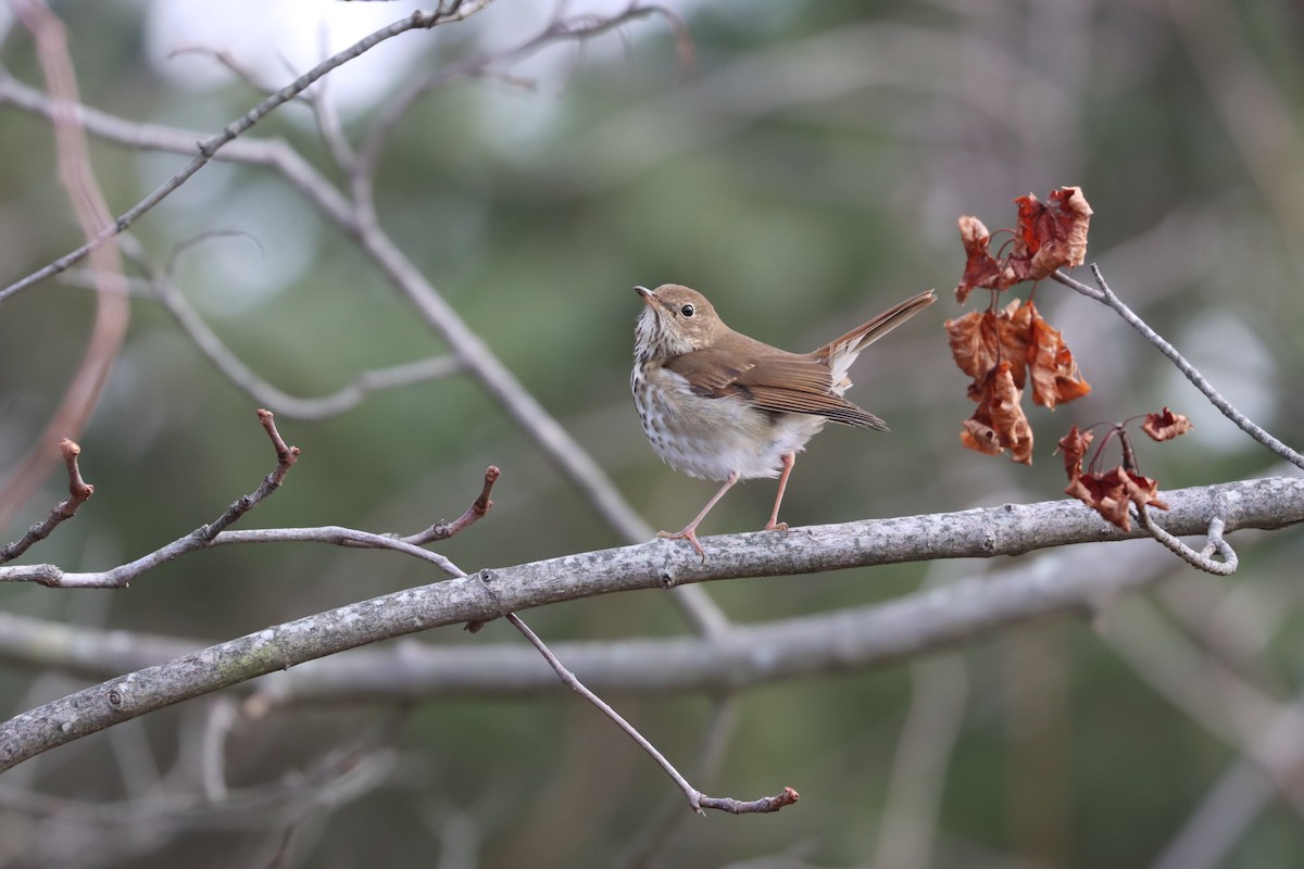 קיכלי חלוד-זנב - ML646725712