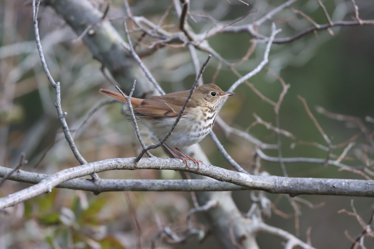 קיכלי חלוד-זנב - ML646725713