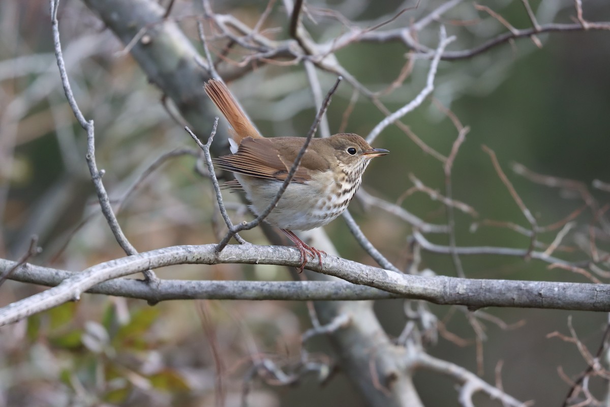 קיכלי חלוד-זנב - ML646725714