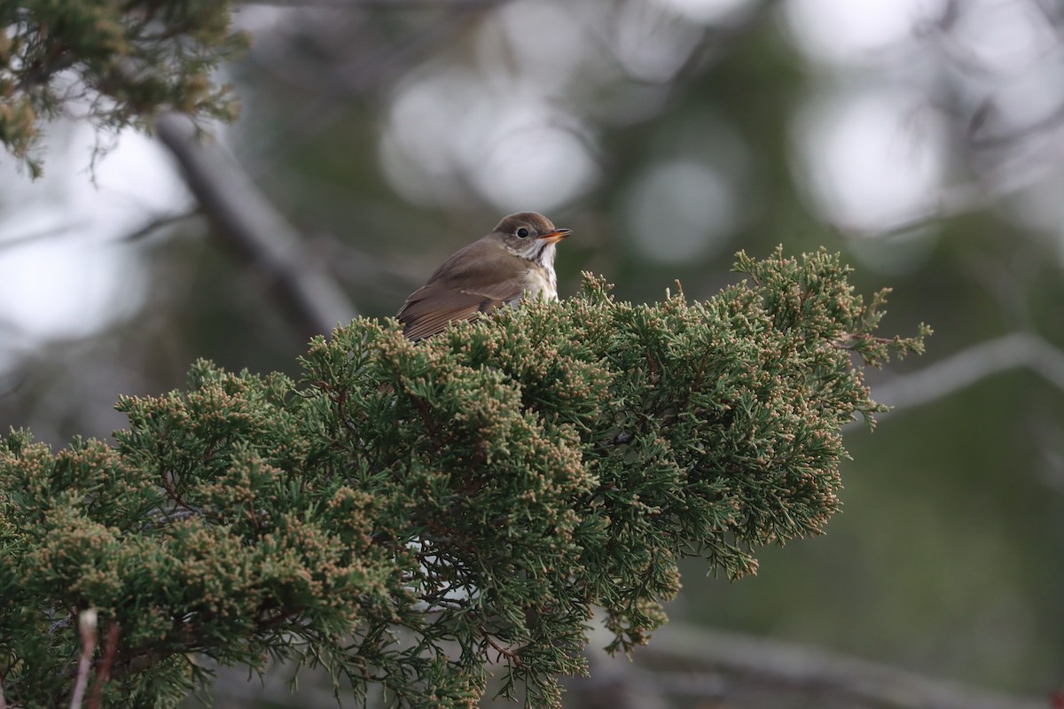 קיכלי חלוד-זנב - ML646725715