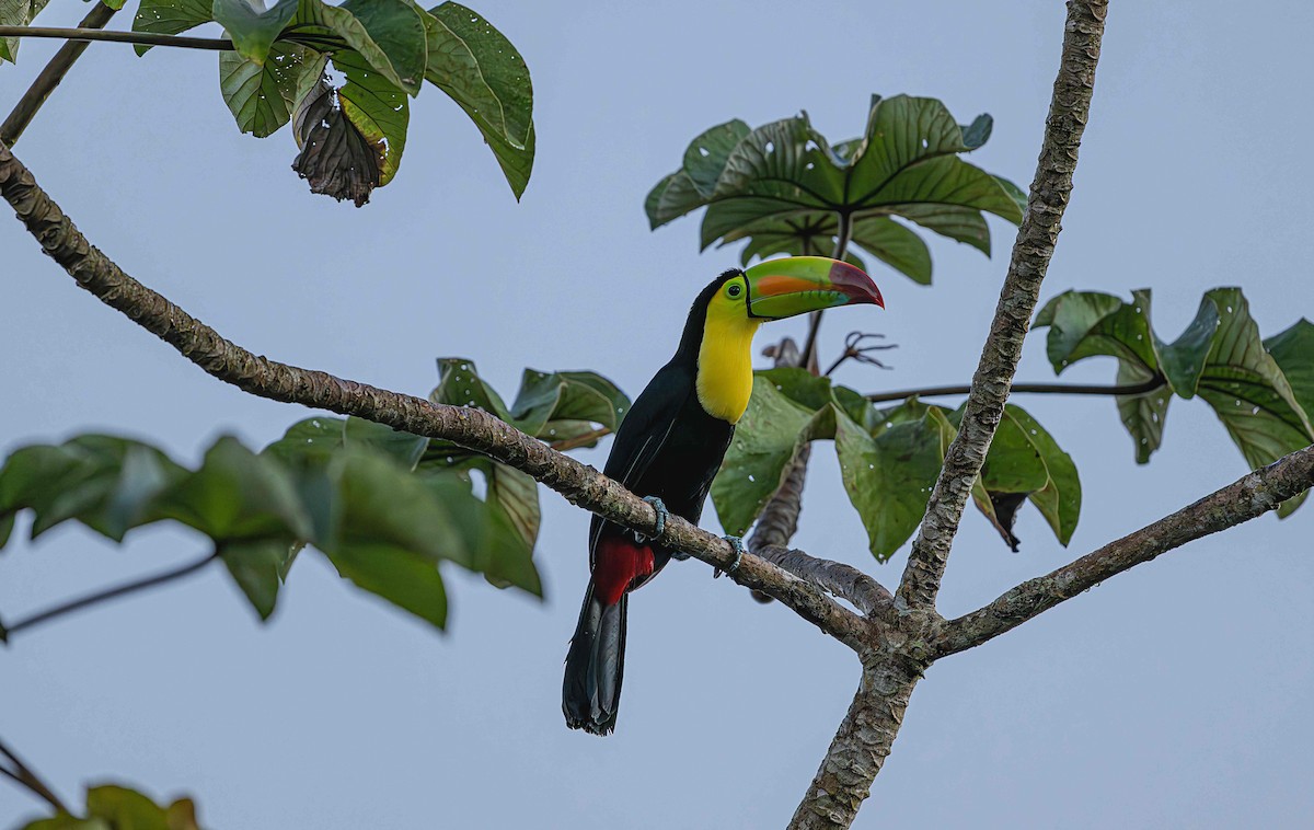 Keel-billed Toucan - ML646725716