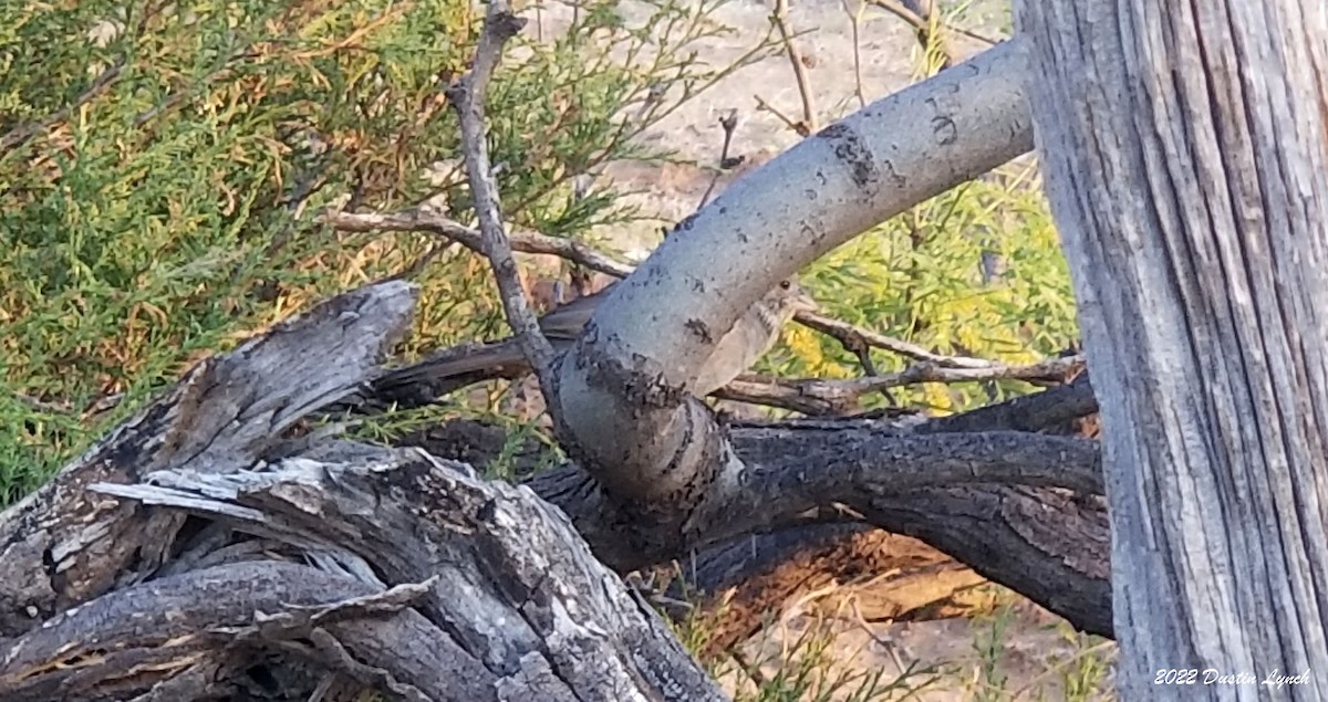 Canyon Towhee - ML646725717