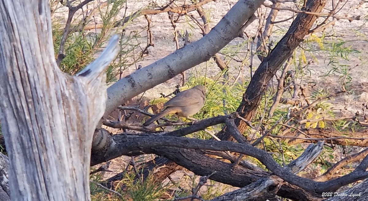 Canyon Towhee - ML646725718