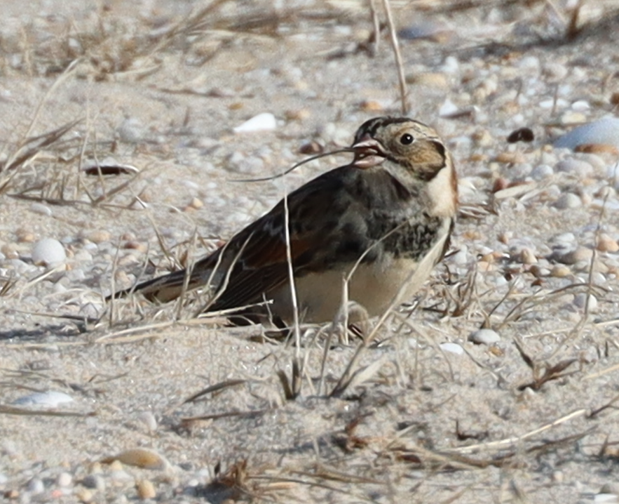 Lapland Longspur - ML646725720