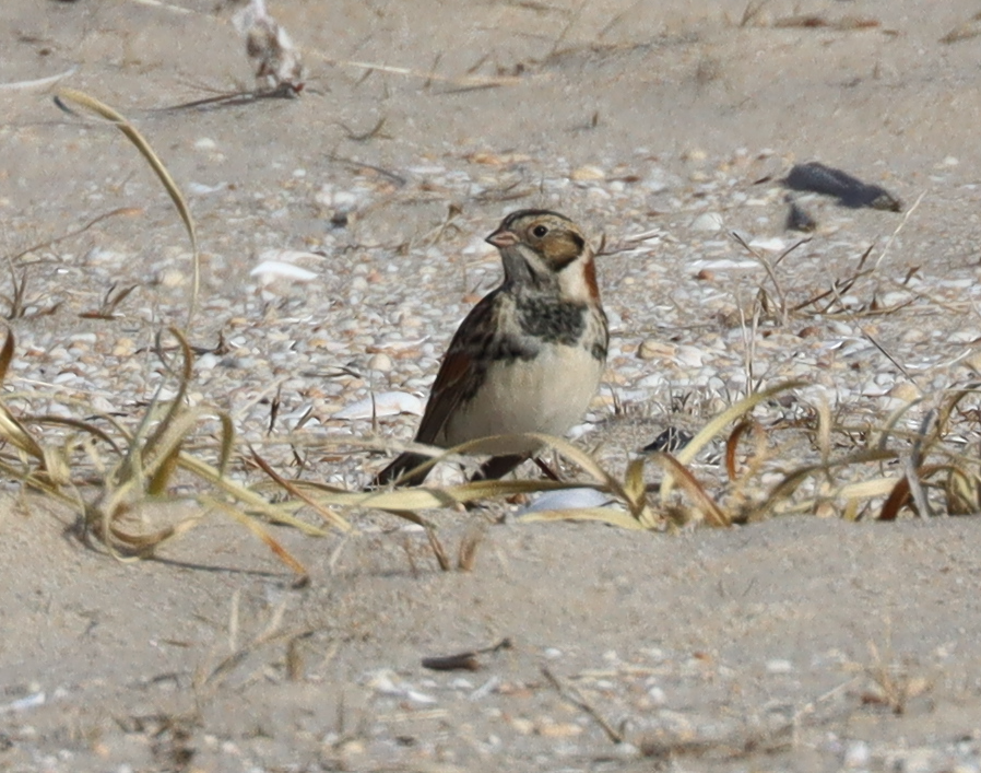Lapland Longspur - ML646725721
