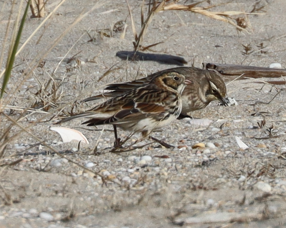 Lapland Longspur - ML646725722