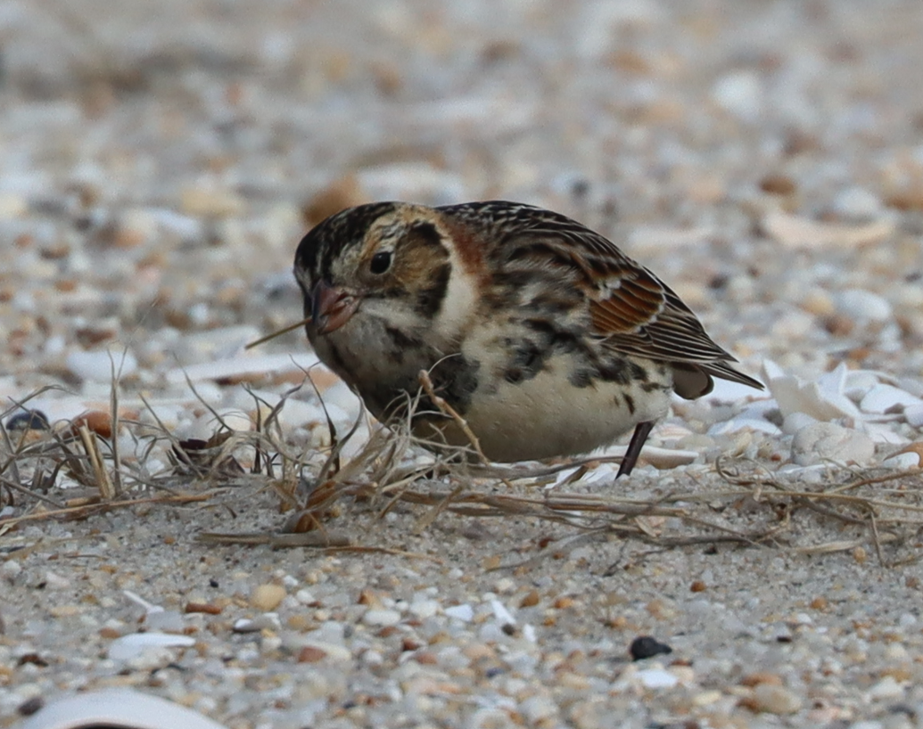 Lapland Longspur - ML646725723