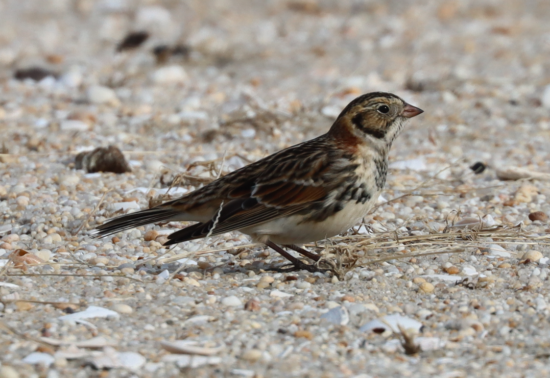 Lapland Longspur - ML646725724