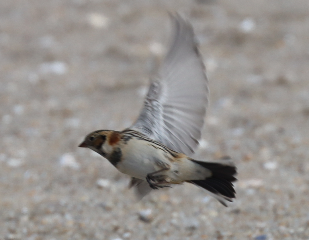 Lapland Longspur - ML646725725