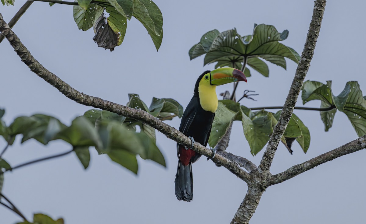 Keel-billed Toucan - ML646725726
