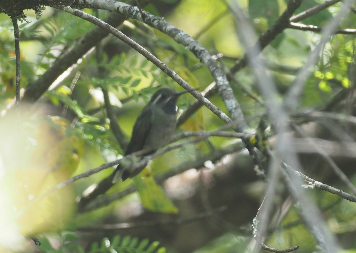 Colibrí Gorjiazul - ML646725727