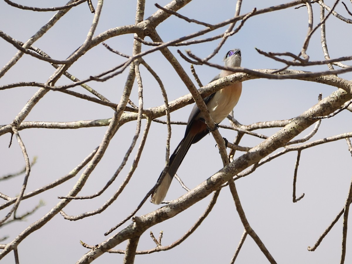 Crested Coua - ML646725728