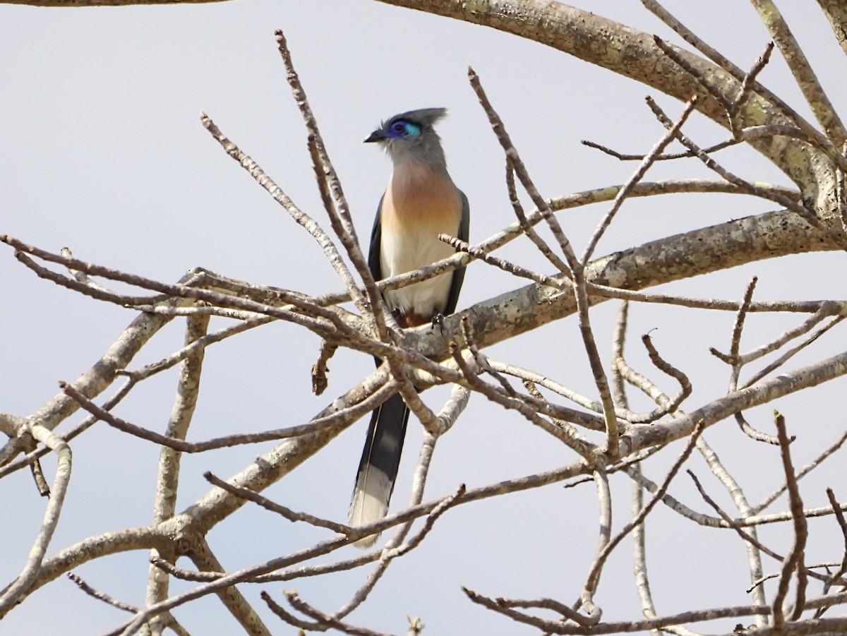 Crested Coua - ML646725729