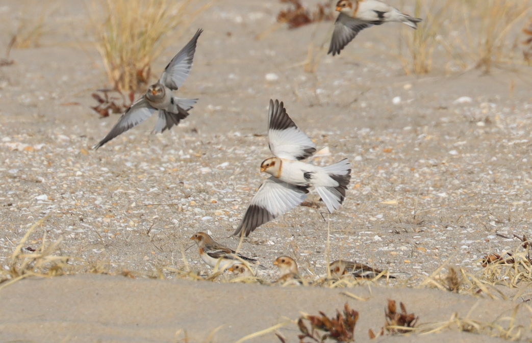 Snow Bunting - ML646725730
