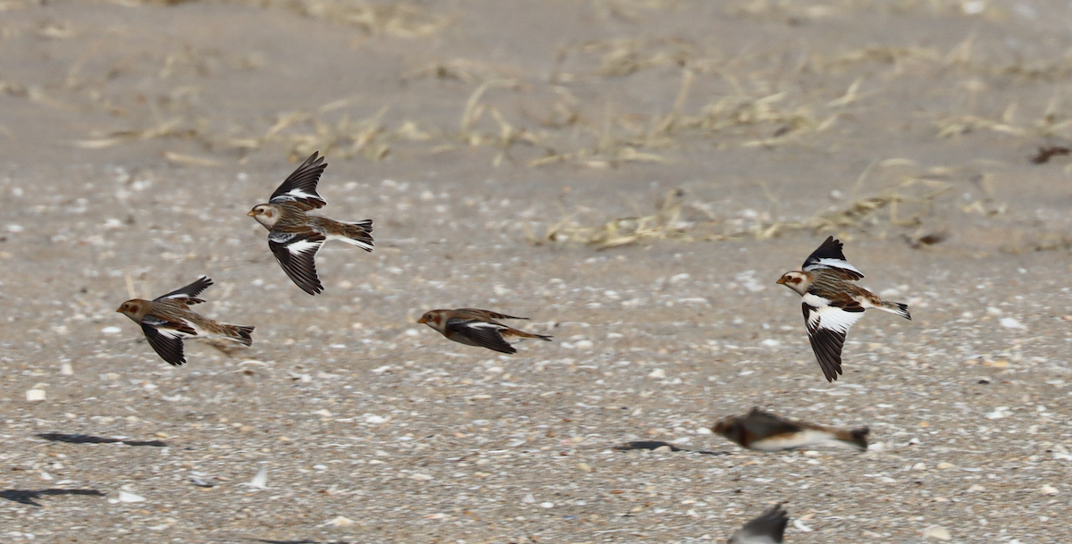Snow Bunting - ML646725731