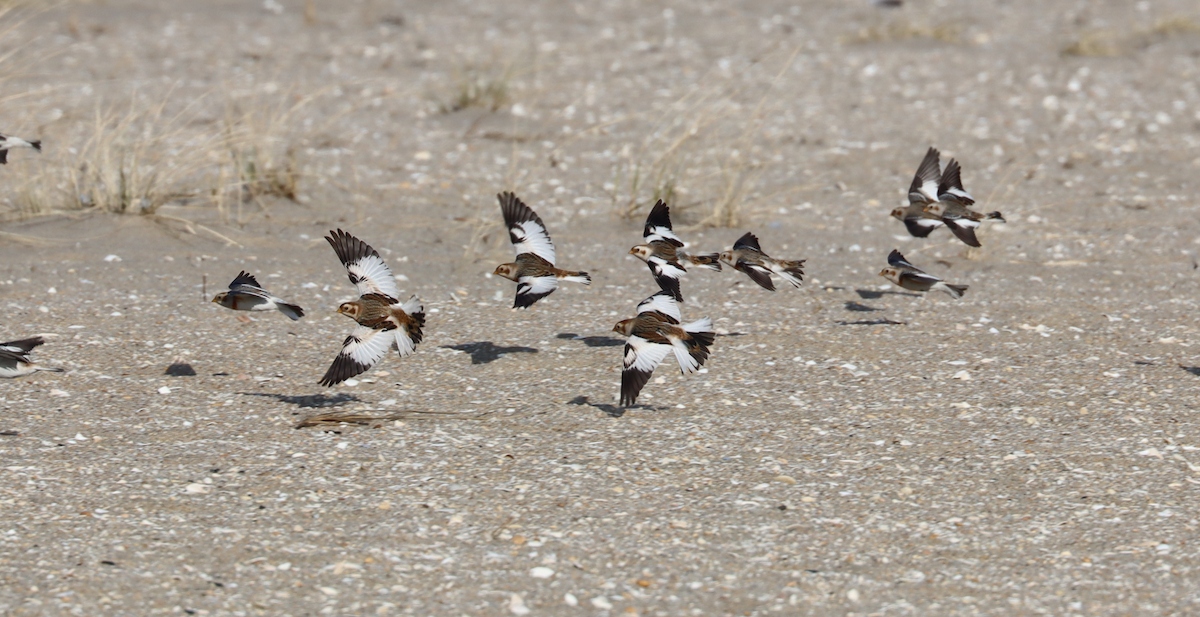 Snow Bunting - ML646725732