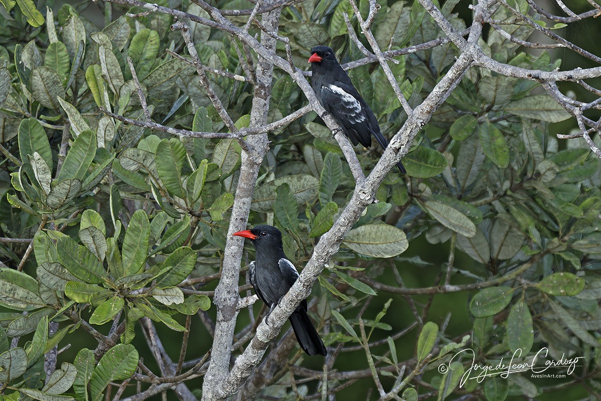 Black Nunbird - ML646725737