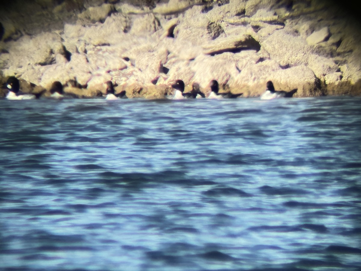 ホオジロガモ - ML646725739