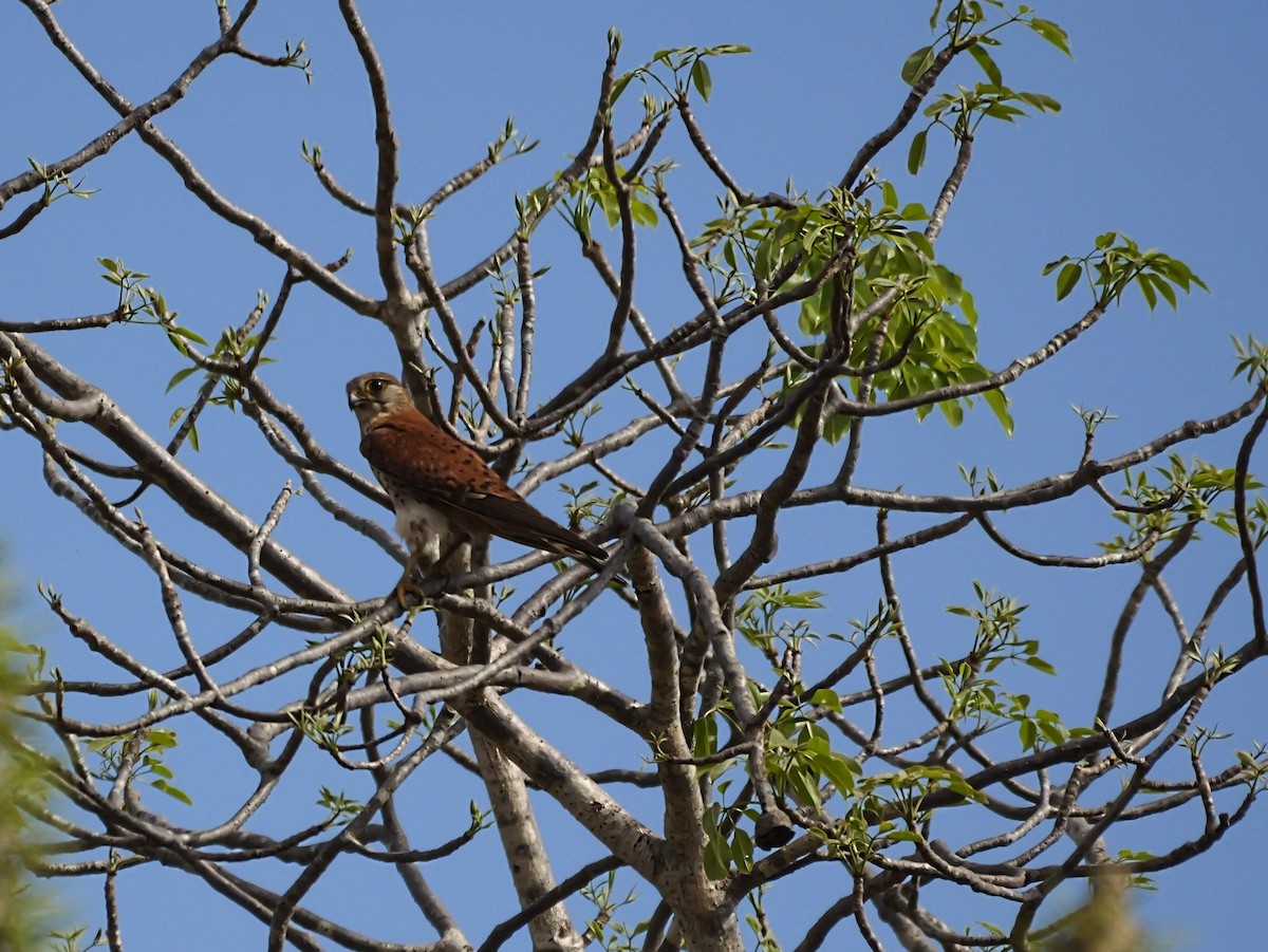 Madagaskarfalke - ML646725741