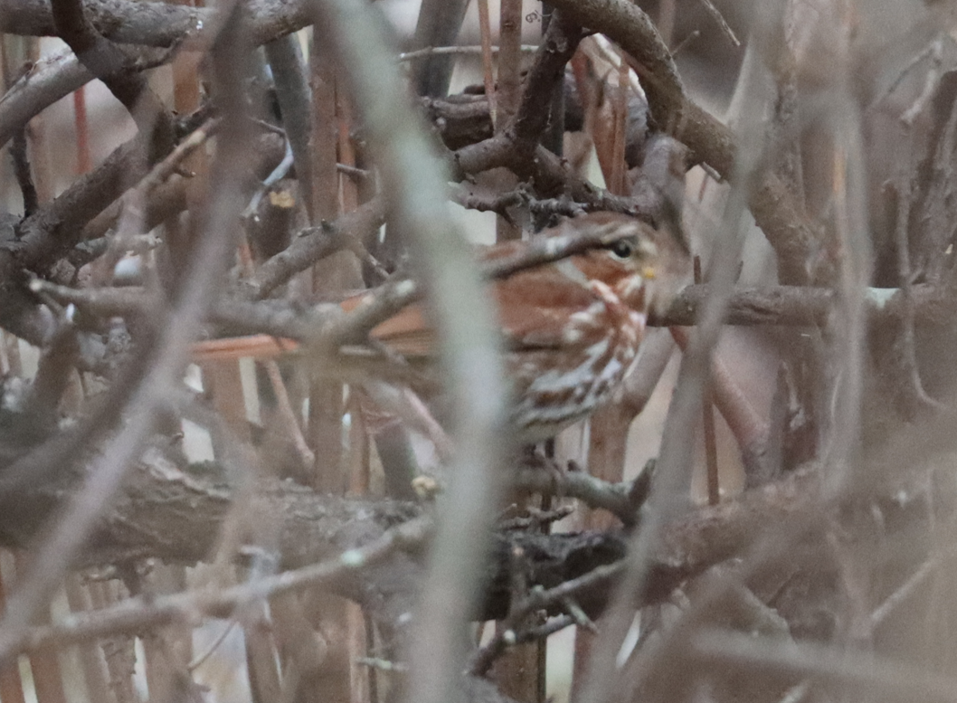 strnadec kaštanový - ML646725742