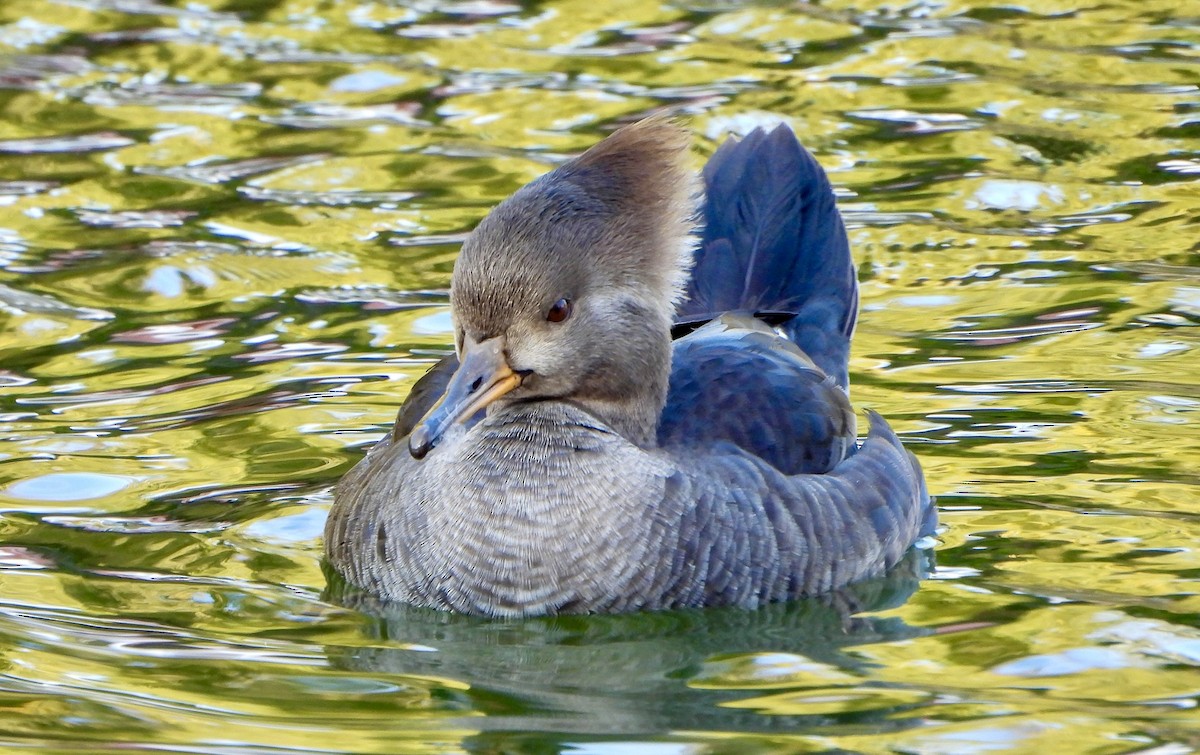 Zerra buruhandia - ML646725745