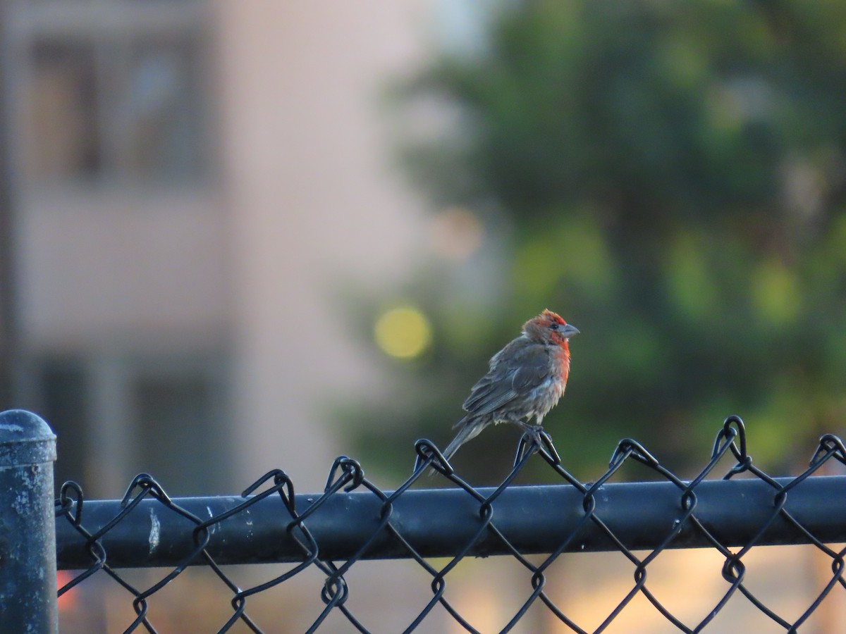 House Finch - ML646725746