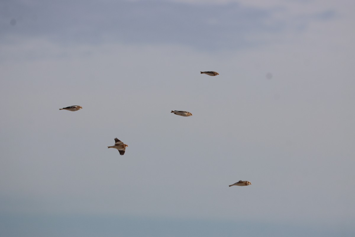 Snow Bunting - ML646725747