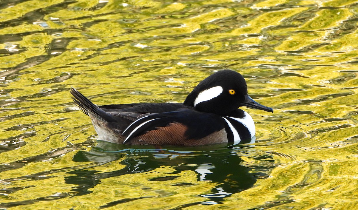 Zerra buruhandia - ML646725750