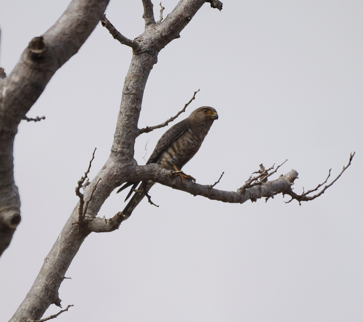 Bindenfalke - ML646725751