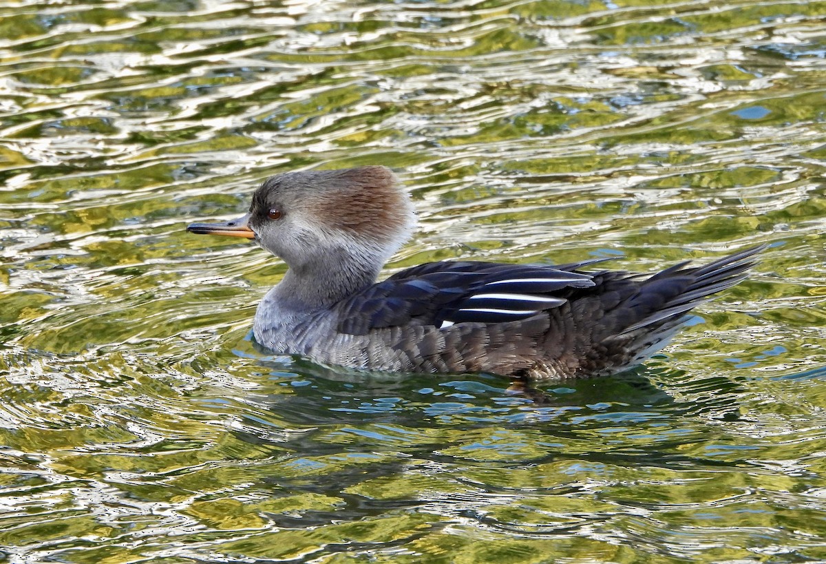 Zerra buruhandia - ML646725753