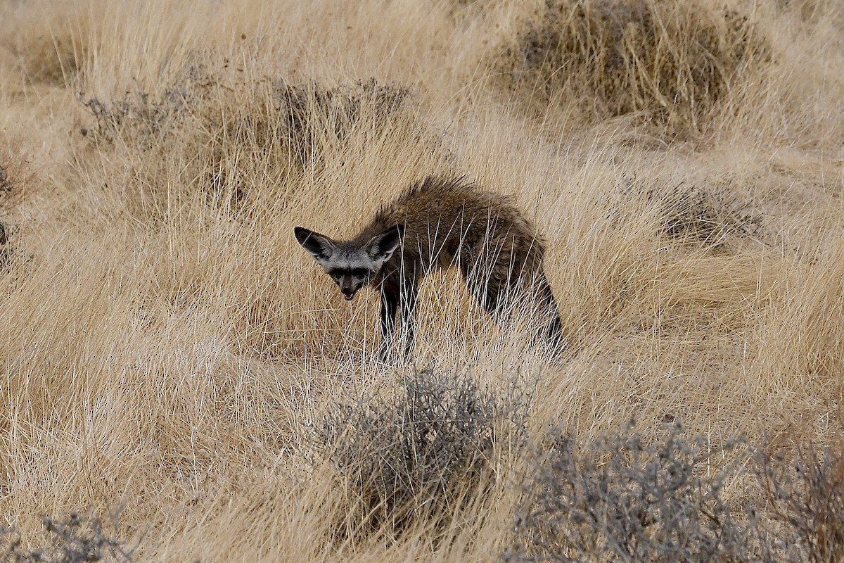 Südafrikanischer Löffelhund - ML646725763