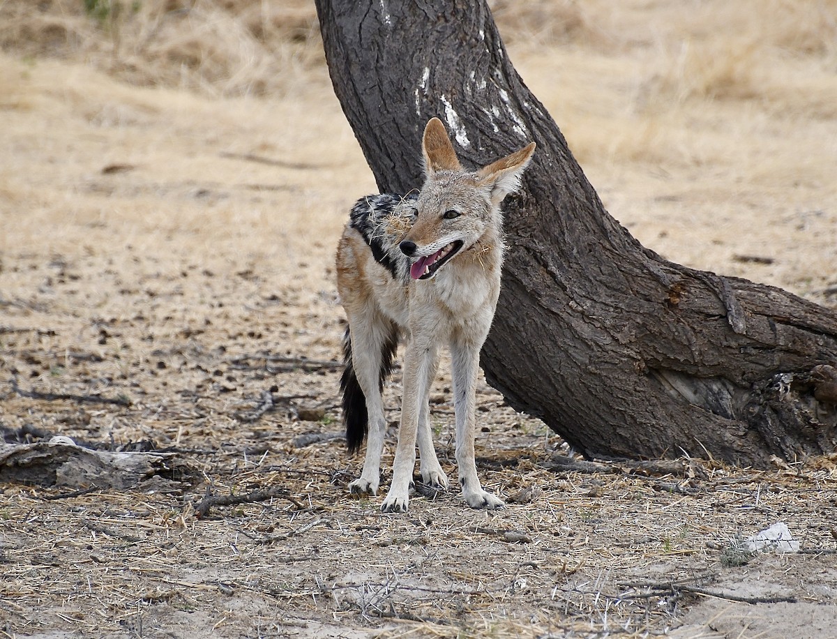 Schabrackenschakal - ML646725764