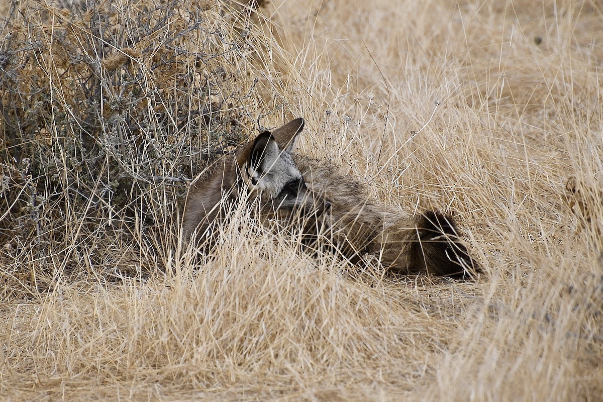 Südafrikanischer Löffelhund - ML646725765